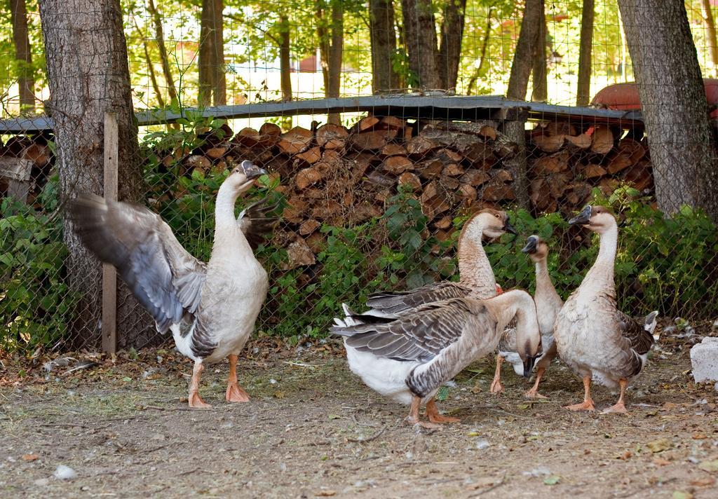 Ziolowa Dolina Olsztyn  Dış mekan fotoğraf